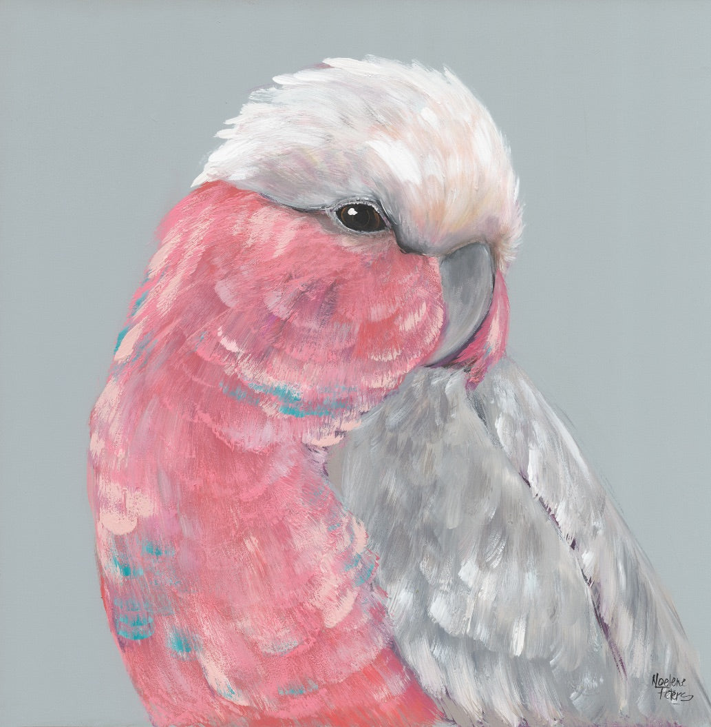 Pink Galah