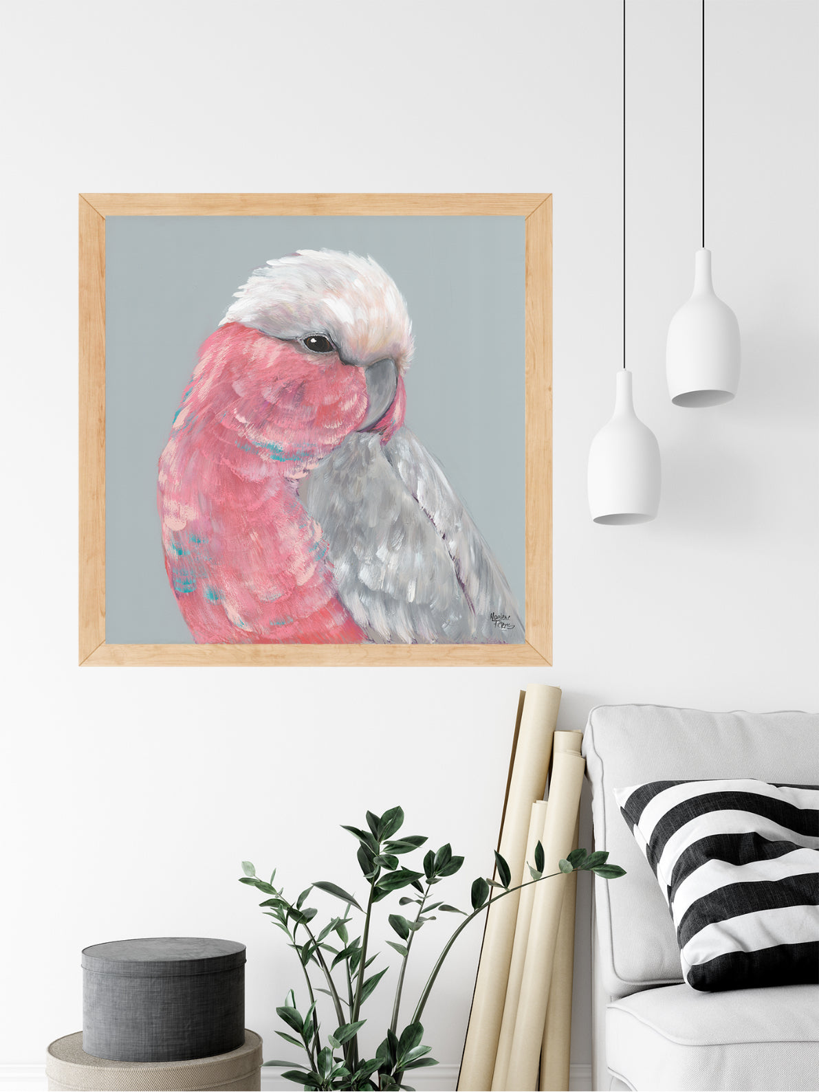 Pink Galah